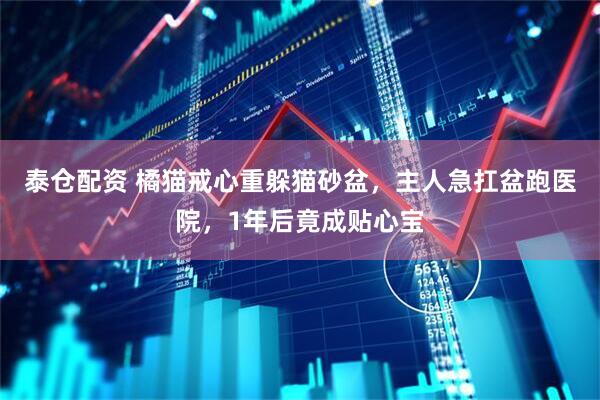 泰仓配资 橘猫戒心重躲猫砂盆，主人急扛盆跑医院，1年后竟成贴心宝