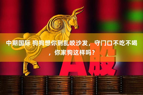 中期国际 狗狗想你到乱咬沙发，守门口不吃不喝，你家狗这样吗？